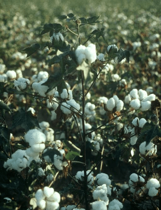 Illustration of a cotton plant