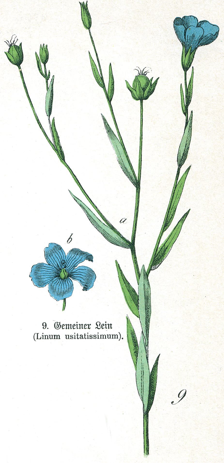 Botanical illustration of the flax plant