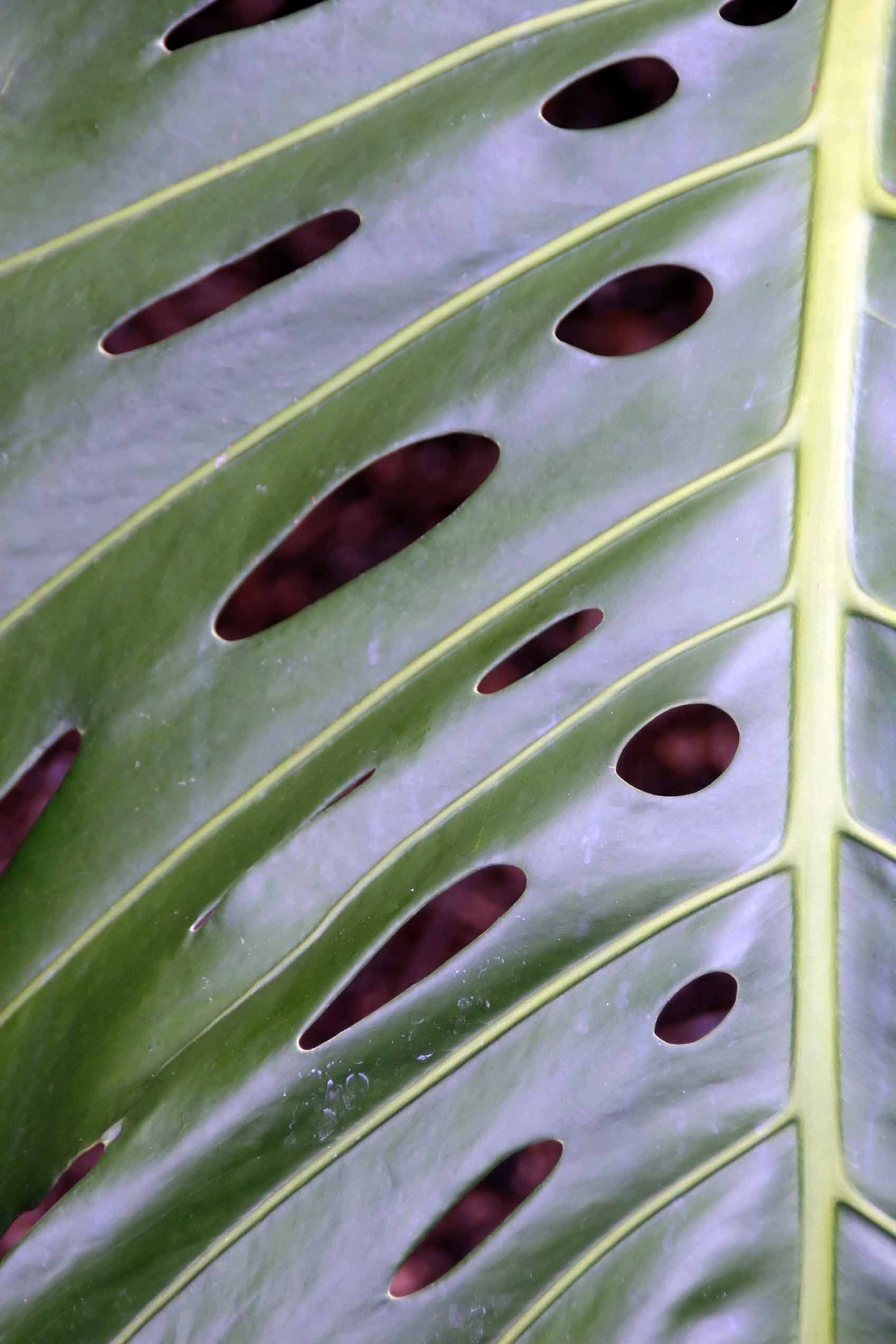 A monstera leaf