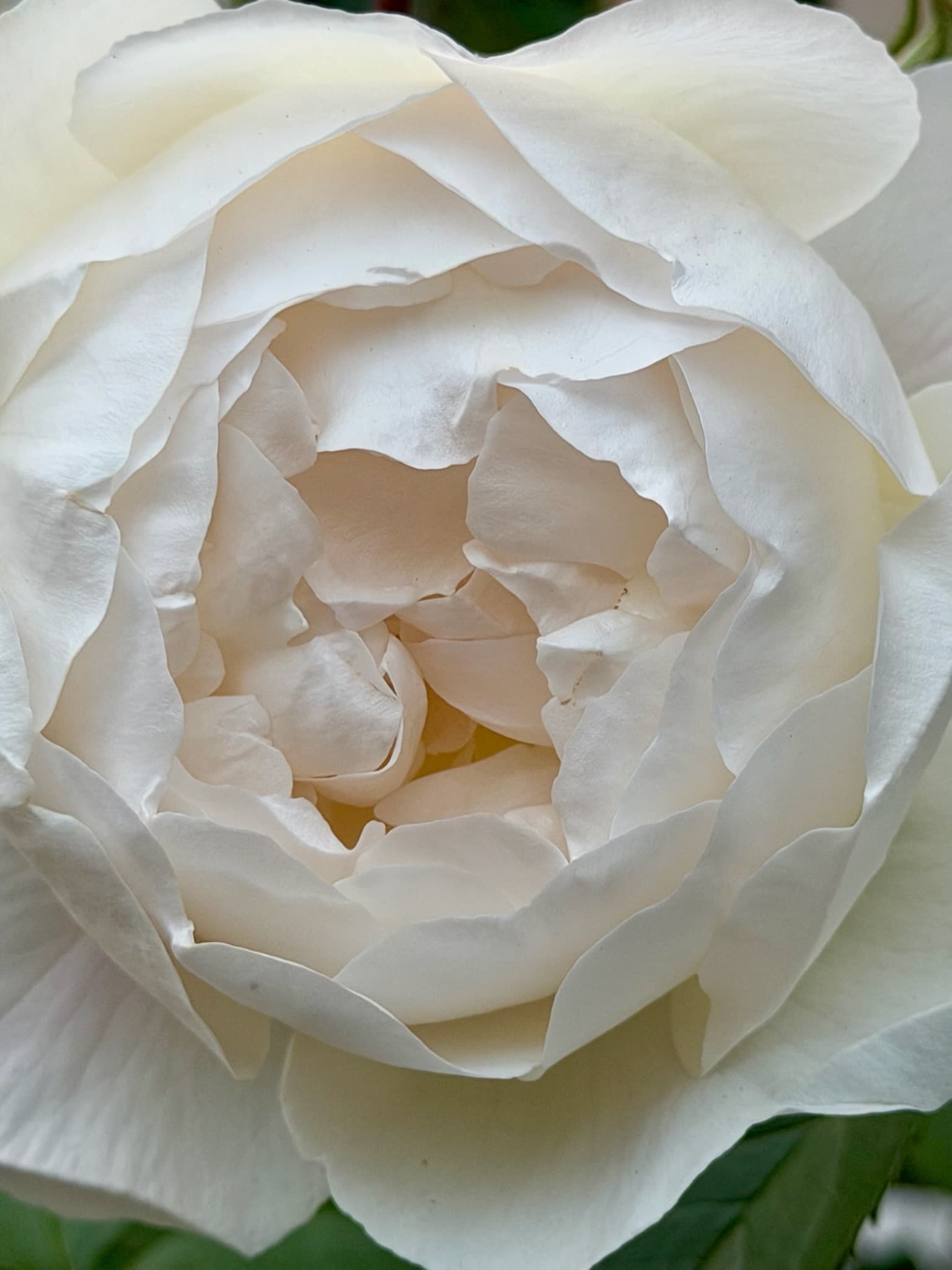 A white rose